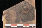 Foto (Detailansicht) von Phyllerium parschlugianum Ettingshausen (NHMW-GEO-2024-0188-0013a)